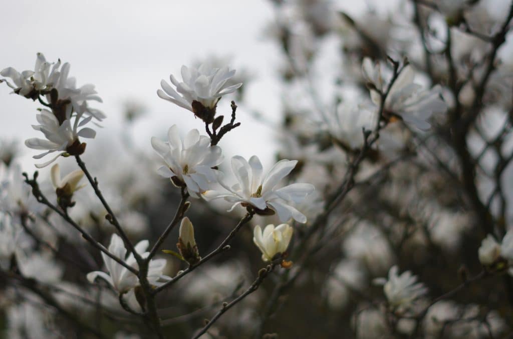 magnolia-stellata-rosea-boomkwekerij-boomschot-sierheester