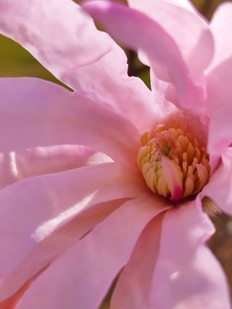 magnolia-stellata-rosea-boomkwekerij-boomschot-sierheester