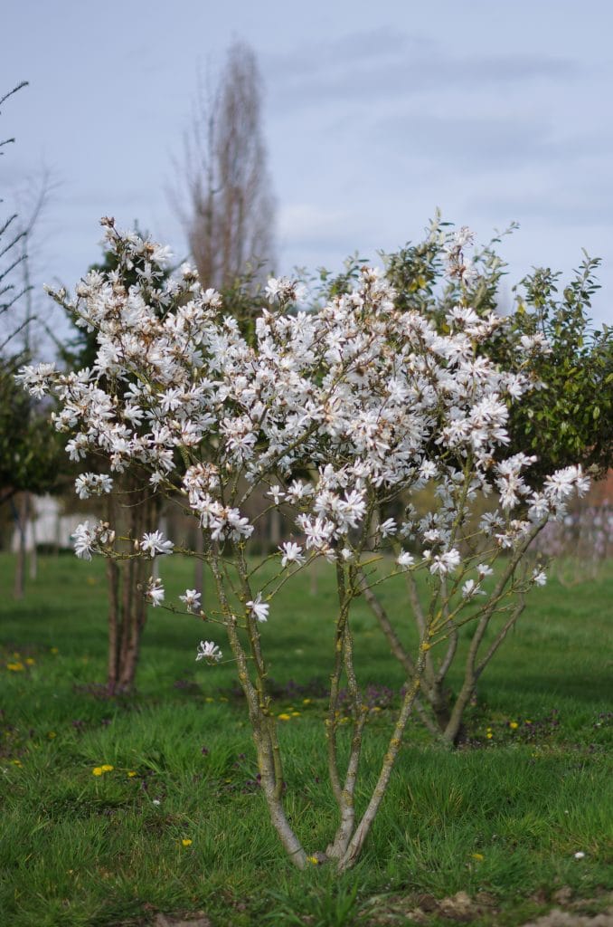 magnolia-stellata-boomkwekerij-boomschot-sierheester