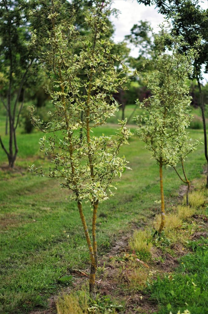 meerstammig-cornus-mas-variegata-boomkwekerij-boomschot