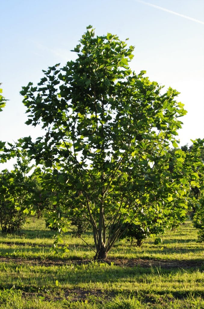 meerstammig-platanus-hispanica-boomkwekerij-boomschot