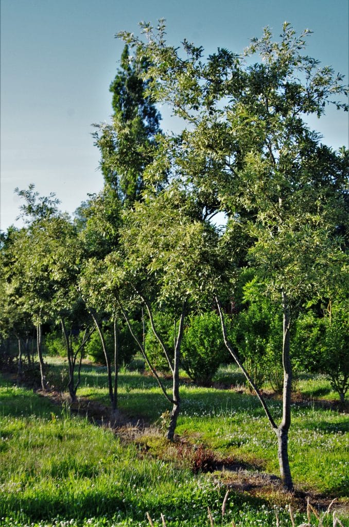 meerstammig-quercus-cer-argenteovareagata-boomkwekerij-boomschot