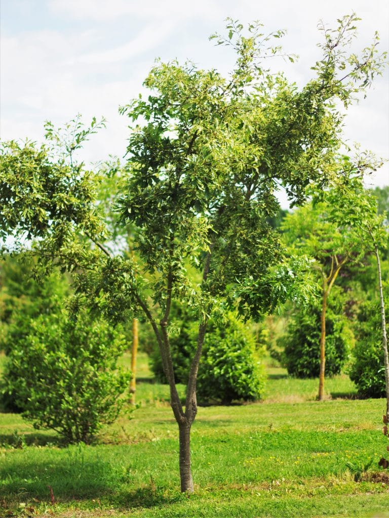 meerstammig-quercus-cer-argenteovareagata-boomkwekerij-boomschot5