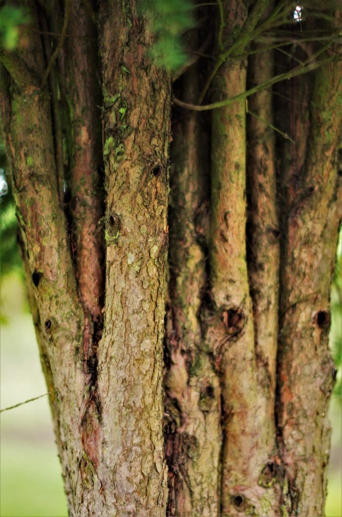 meerstammig-taxus-baccata-boomkwekerij-boomschot