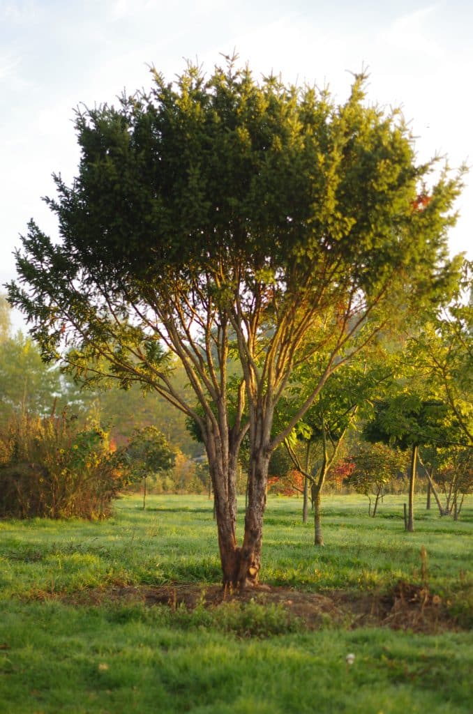 meertammige-taxus-baccata-boomschot-karakterplant-boomkwekerij