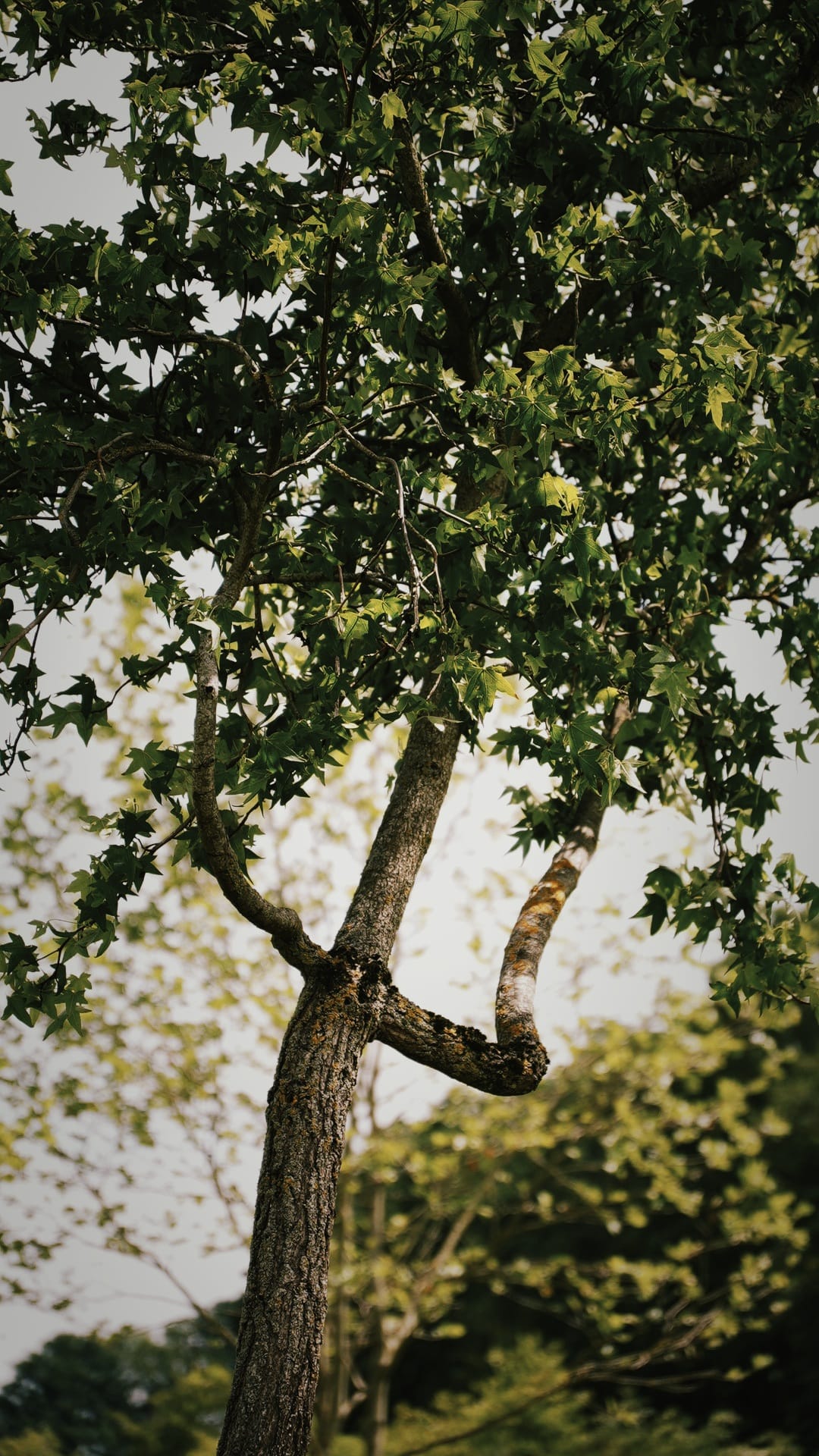 Liquidambar-styraciflua-boomkwekerij-boomschot-karakterboom-boomkwekerij-boomschot-trees-of-a-kind-karakterbomen-meerstammigen