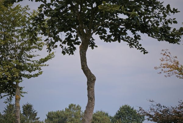 Fagus-sylvatica-boomkwekerij-boomschot-hoogstamboom