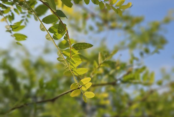 Gleditsia-triacanthos-sunburst-boomkwekerij-boomschot-meerstammig