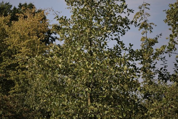 alnus-glutinosa-stamboom-els-zwarte-boomkwekerij-boomschot-ecologisch-meerstammig-stamboom-biodiversiteit-schaduwboom