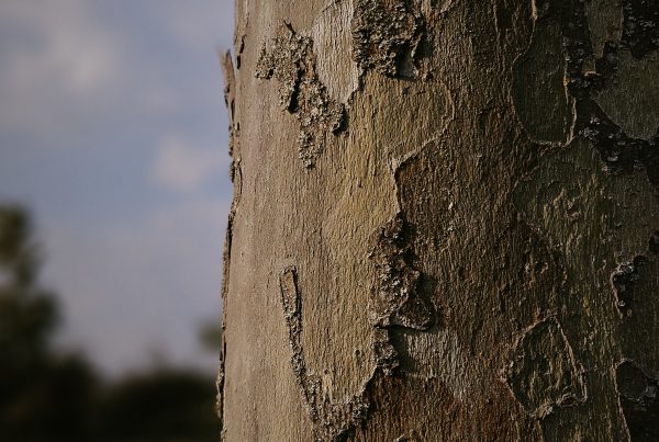 boomkwekerij-boomschot-platanus-hispanica