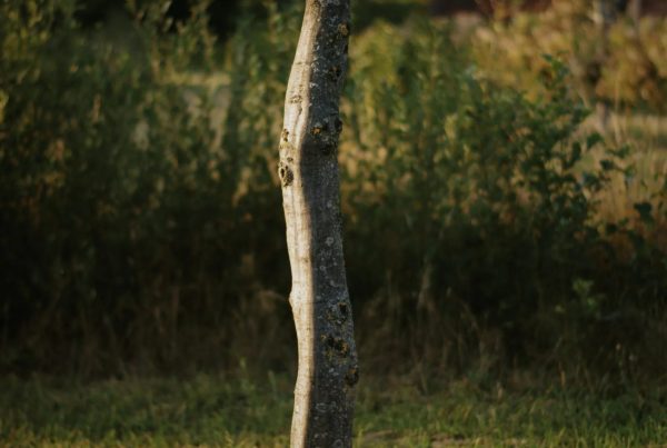 carpinus-betulus-karakterboom-solitair-boomkwekerij-boomschot