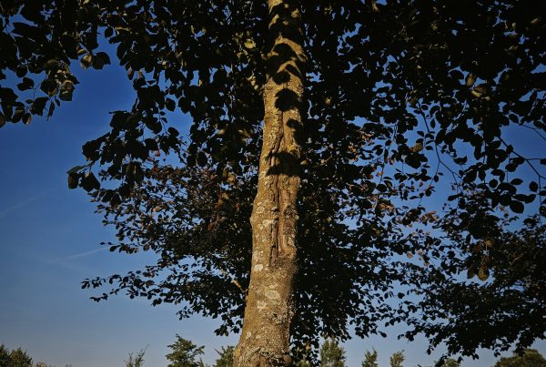 fagus-sylvatica-atropunicea-boomkwekerij-boomschot-hoogstambomen