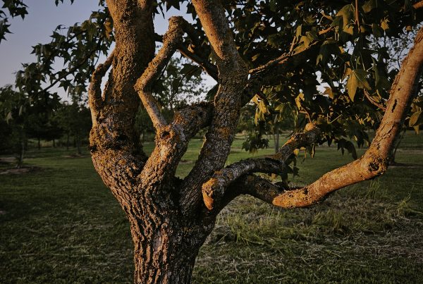 liquidambar-karakterboom-solitair-trees-of-a-kind-boomkwekerij-boomschot
