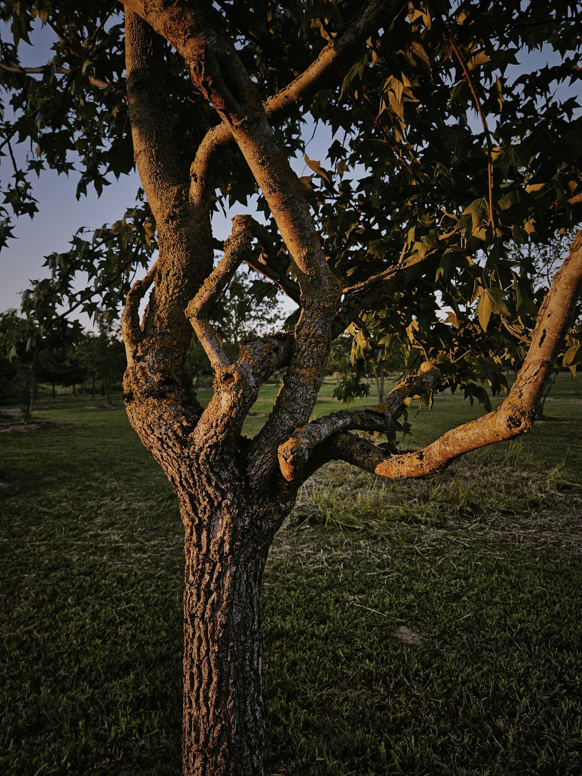 karakterboom-solitair-liquidambar-boomkwekerij-boomschot-advies-leidraad-boom-kiezen