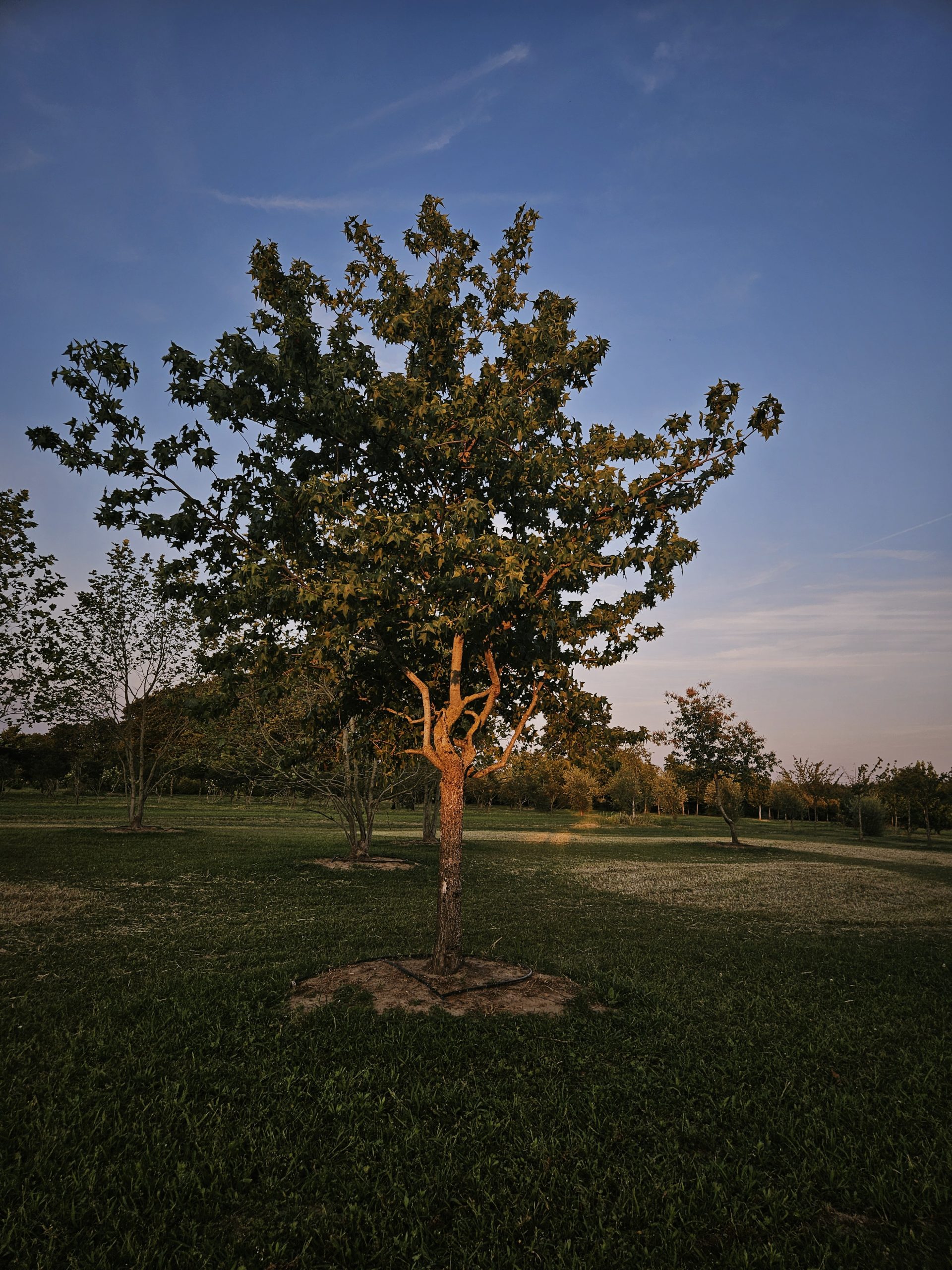 liquidambar-karakterboom-solitair-trees-of-a-kind-boomkwekerij-boomschot