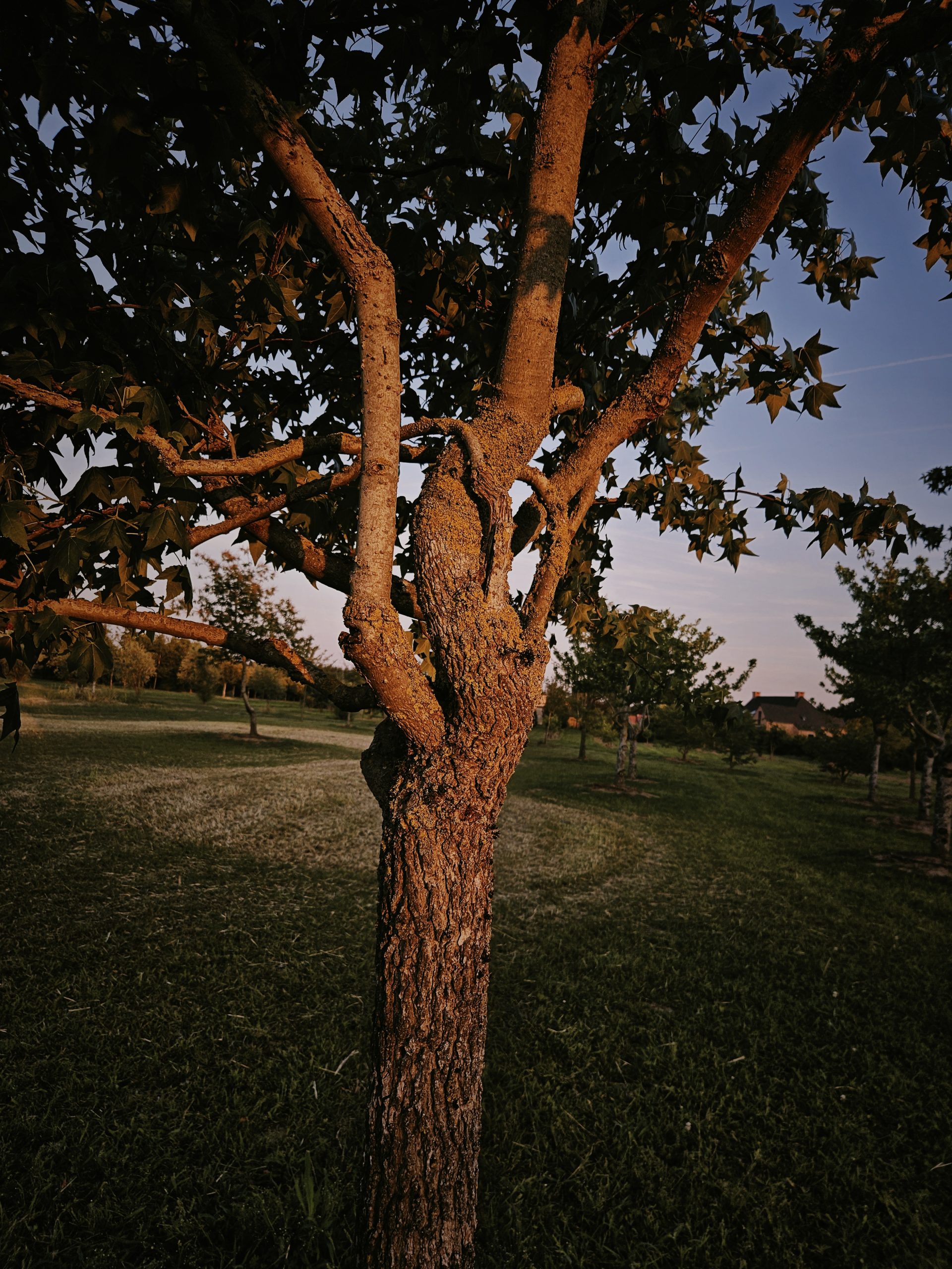 Liquidambar-styraciflua-boomkwekerij-boomschot-karakterboom