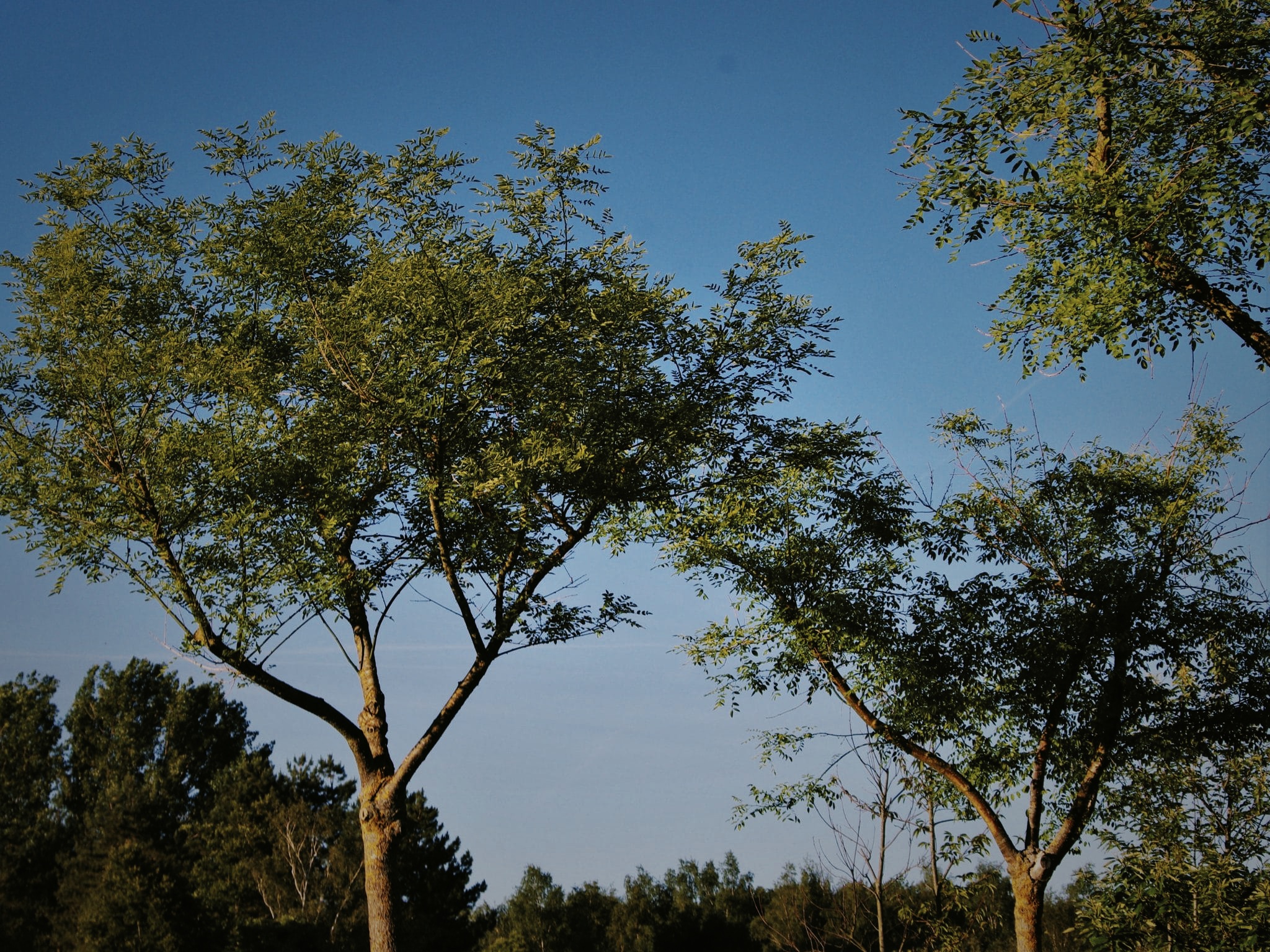 karakterplant-styphnolobium-jap-boomkwekerij-boomschot-