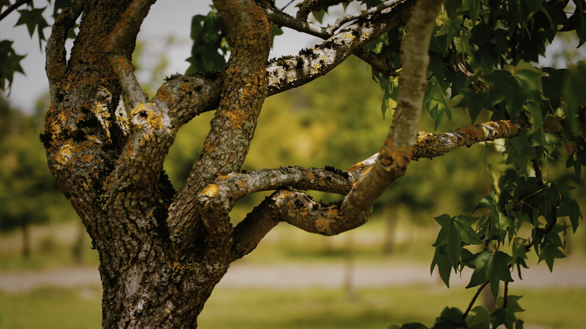 liquidambar-karakterboom-solitair-trees-of-a-kind-boomkwekerij-boomschot