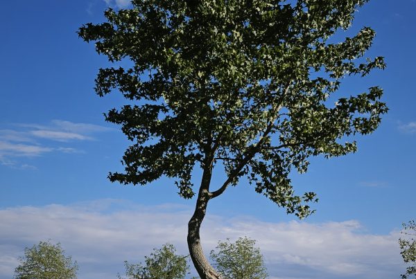liquidambar-styraciflua-boomkwekerij-boomschot