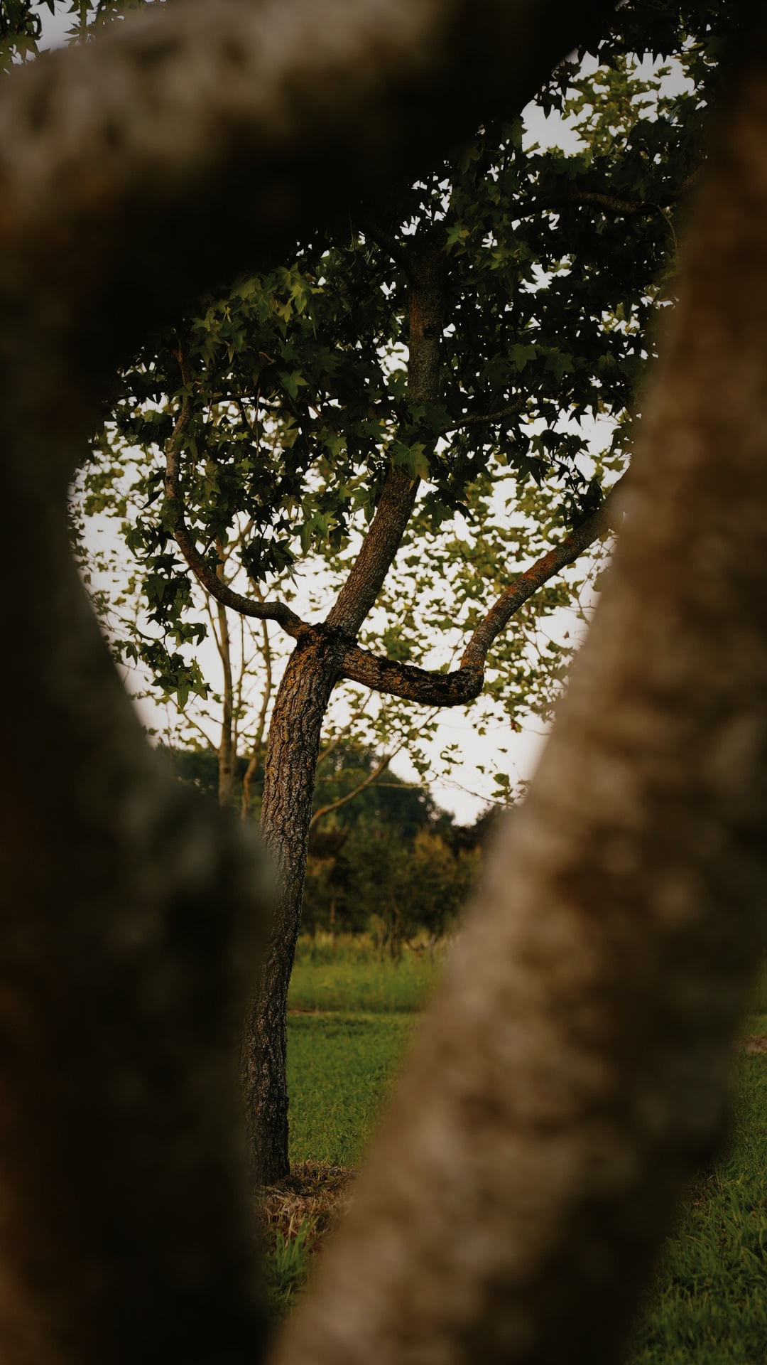 Liquidambar-styraciflua-boomkwekerij-boomschot-karakterboom