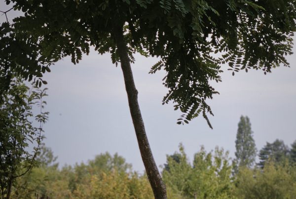 robinia-viscosa-boomkwekerij-boomschot-ecologisch-meerstammig-stamboom-biodiversiteit-schaduwboom