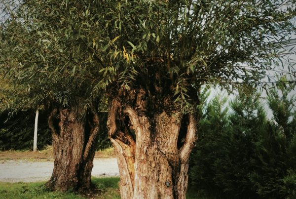 salix-alba-knotwilg-knoestig-boomkwekerij-karakterbomen-boomschot