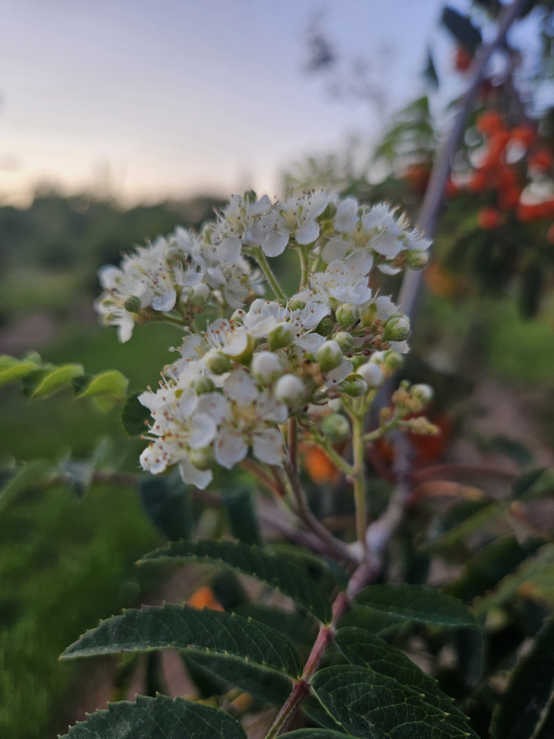 sorbus-aucuparia-boomkwekerij-boomschot-ecologisch-meerstammig-stamboom-biodiversiteit-schaduwboom