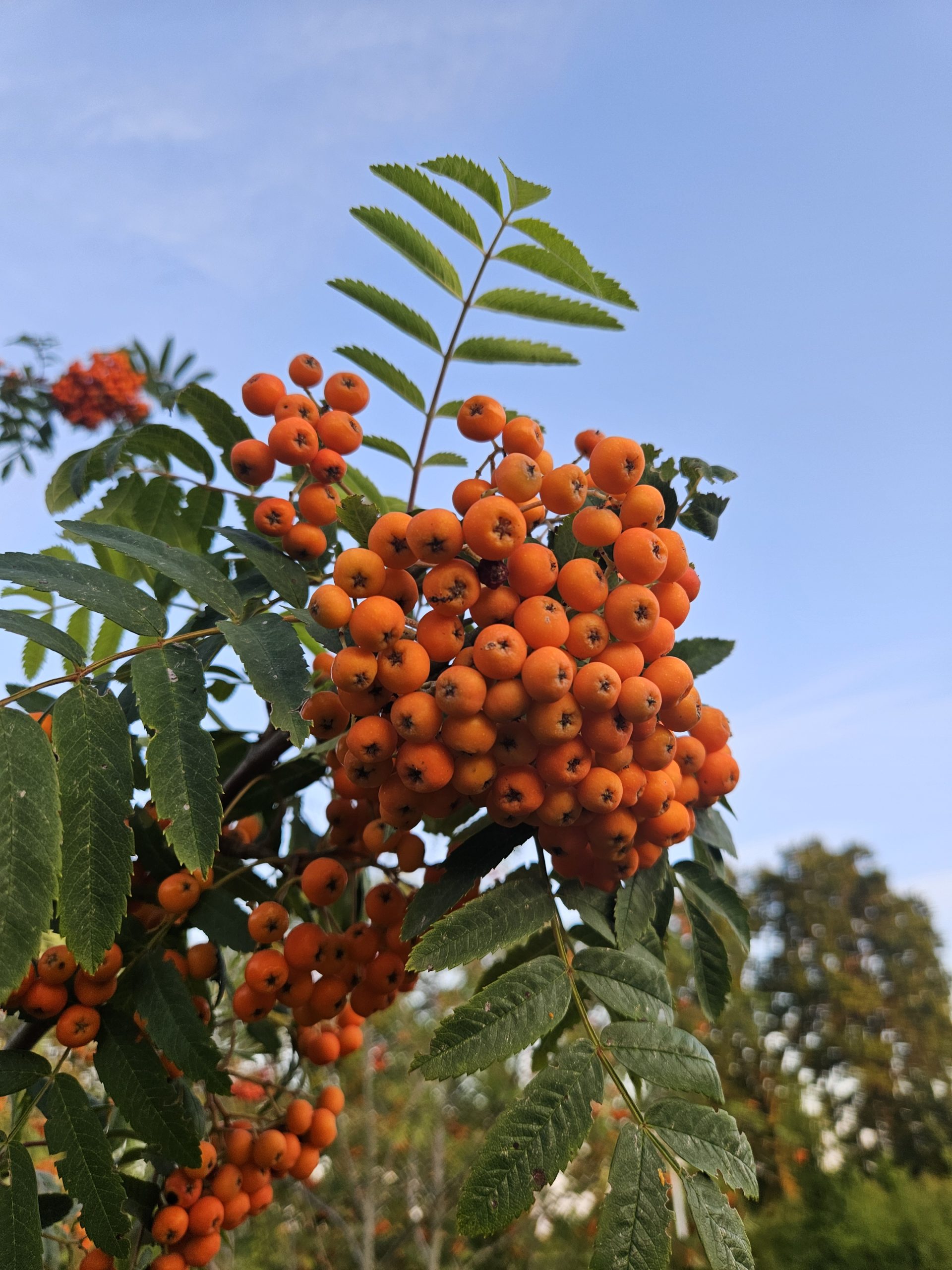 sorbus-aucuparia-boomkwekerij-boomschot-ecologisch-meerstammig-stamboom-biodiversiteit-schaduwboom