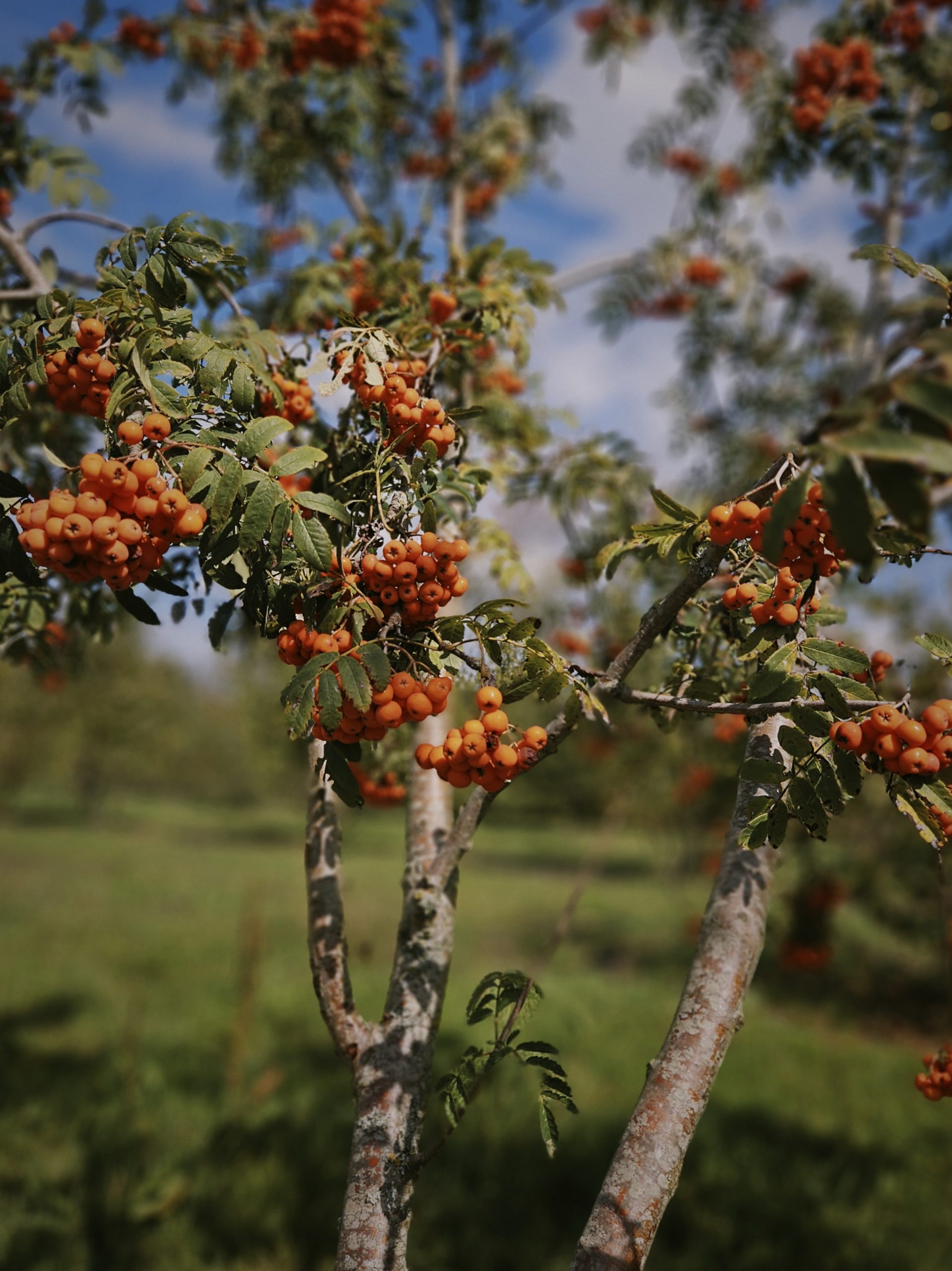 sorbus-aucuparia-lijsterbes-boomkwekerij-boomschot-biodiversiteit-solitair-ecologisch-meerstammig-wintergroen-groenblijvend-schaduwboom