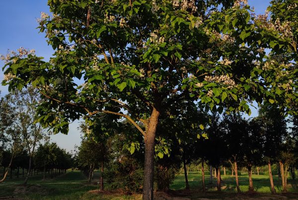 stambomen-solitair-boomkwekerij-boomschot-catalpa-bigninoides