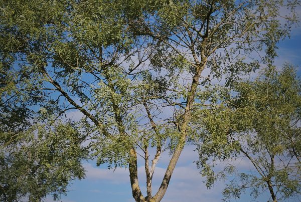 styphnolobium-japonicum-boomkwekerij-boomschot-groenblijvend-wintergroen-meerstammig-