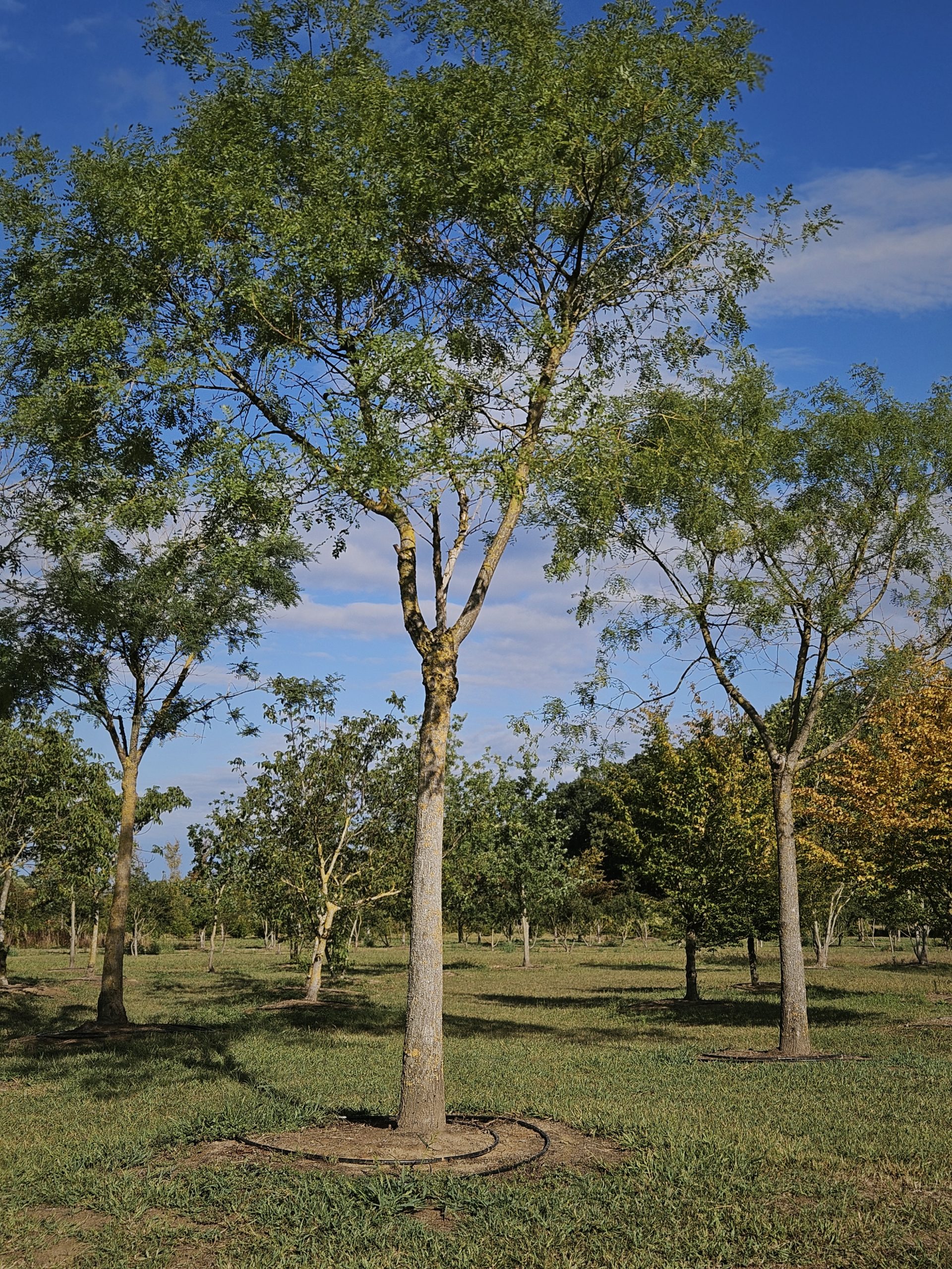 styphnolobium-japonicum-boomkwekerij-boomschot-groenblijvend-wintergroen-meerstammig-